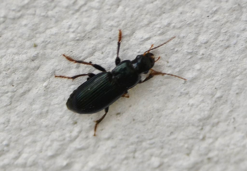Harpalus sp.